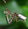 Empis livida